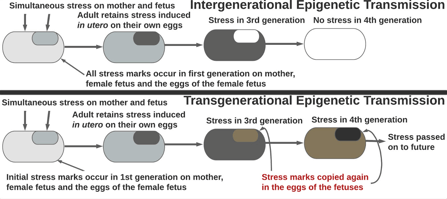 Diagram of epigenetic inheritance showing how stress and conditioning become embodied in DNA.